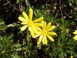 two yellow daisies in the forest