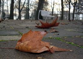 dry leaves on the alley in the park