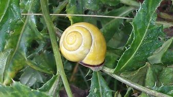 Green snail in nature