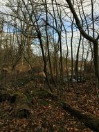 Autumn leafless forest on the background of bright sky