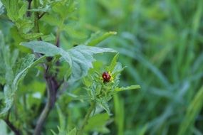 ladybug insect on green plant closeup