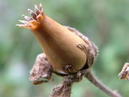Macro picture of the brown flower