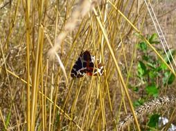 bright dark butterfly in dry tall grass