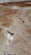 aerial view of yellowstone national park