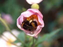 insect collecting nectar in the flower
