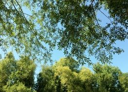 forest trees on a clear sunny day