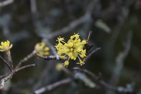 yellow flowers on a tree branch in spring