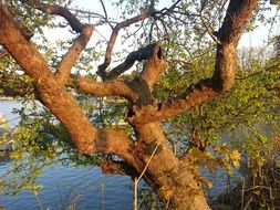 gnarled tree at lake constance, germany, lindau