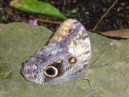 butterfly on a stone