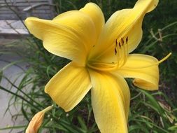 lily, yellow flower close up