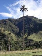 landscape of high palm tree on a background of mountains