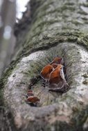 Grey tree fungus macro photo