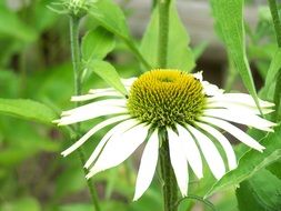 bright white daisy close-up on blurred background