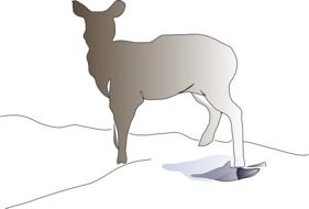 deer animal drawing