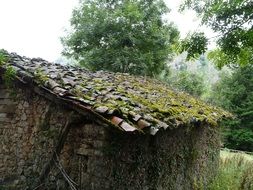 roof of an old barn in green moss