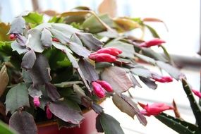 Schlumbergera, christmas cactus with pink buds, potted plant