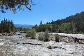panorama of a mountain river along a green forest in a summer day