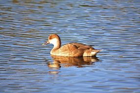 Brown duck on the water in the pond