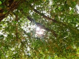 sun through green foliage