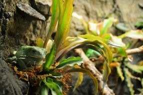 the frog hid in the grass