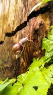 snail on a tree trunk in nature