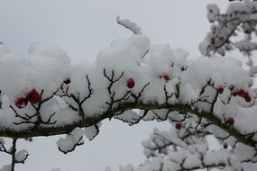 unusually beautiful winter snow plant