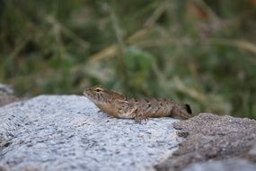 thailand lizard