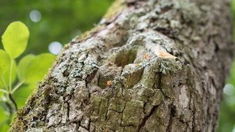 tree branch with a hole