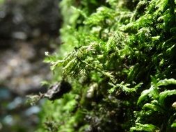 green moss in the sun close-up on a blurred background
