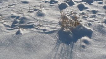 dry wild plant in the snow