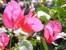 pink flowers in nature