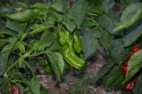 green pepper on a bush