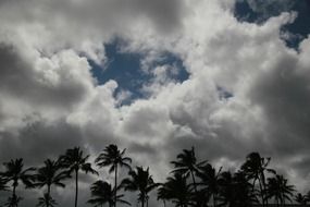 Landscape with the palm trees under the clouds