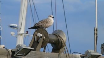 the pigeon is sitting on an iron coil
