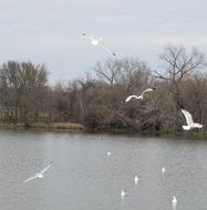 white birds over the lake