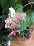 Colorful flowers of the orchid plant