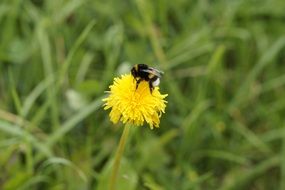 bee on dandelion