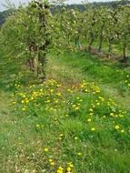 neat rows of apple trees in the garden