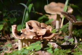 late autumn mushrooms