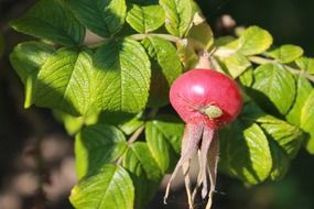 wild rose berry on a bush