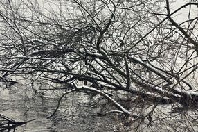 bare branches of trees in the water of lake