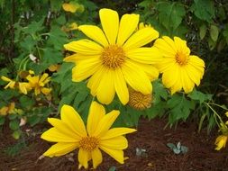 yellow blooming flowers in the garden