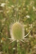 sylvestris teasel