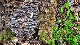 moss and mushrooms on the tree bark