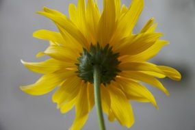 yellow daisy bud on the stem bottom view