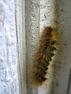 hairy caterpillar crawling