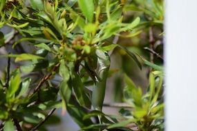 lizard in green branches