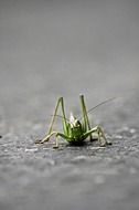 green grasshopper on earth