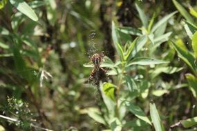 spider with cobweb