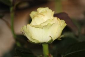 rose of pastel colors